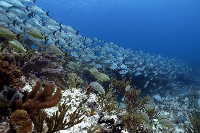 Open Water Diver 2-Day PADI Course in Playa del Carmen - Pool training in confined water, where your confidence gets built