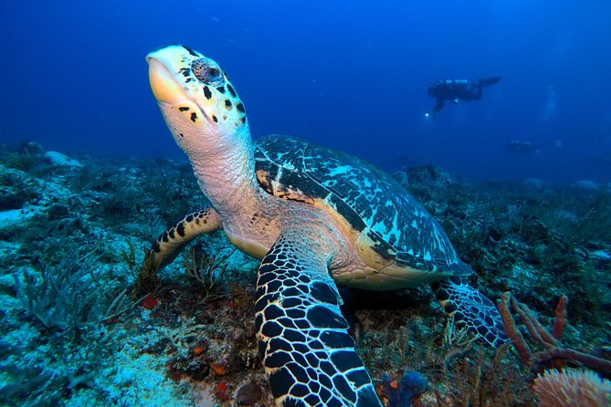 Open Water Diver course PADI including underwater video - PADI Open Water certification: what this level actually gives you