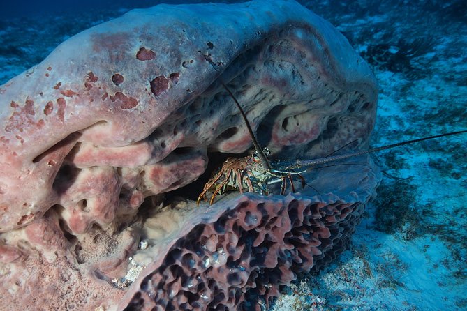 Open Water Diver course PADI including underwater video - Theory and the PADI exam focus, with less guesswork than you expect