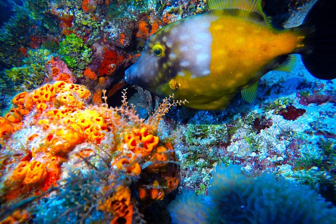 Open Water Diver course PADI including underwater video - Cenote training sessions: learning in changing light and cooler water