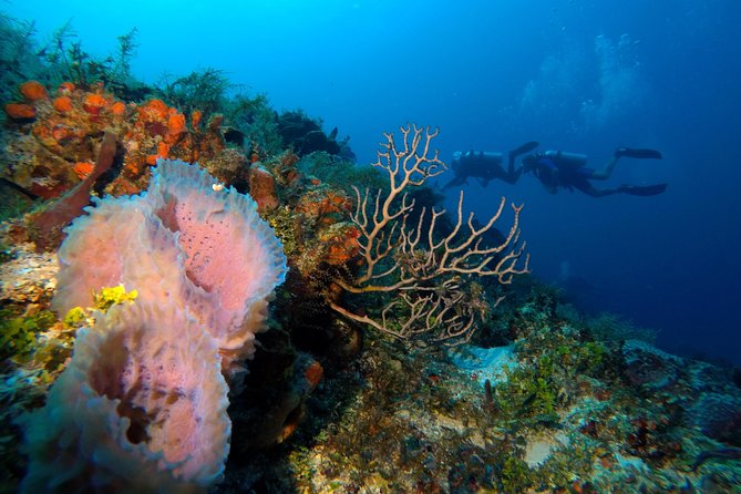Open Water Diver course PADI including underwater video - Equipment, bottled water, and the included underwater video