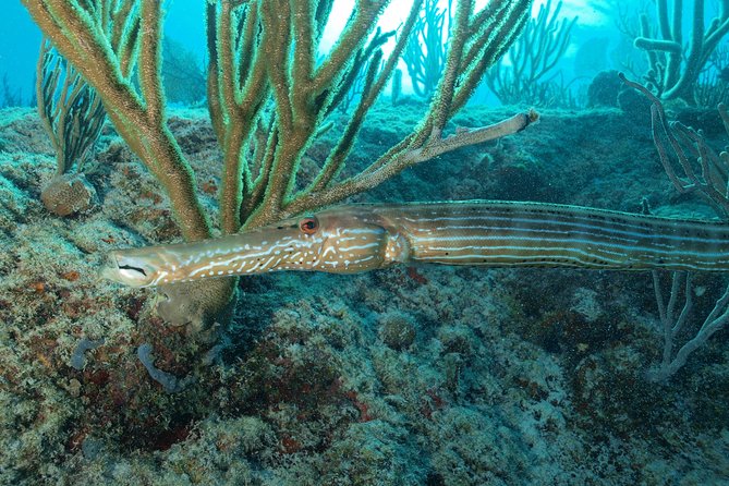 Open Water Diver course PADI including underwater video - Price and value: is $480 a good deal in Playa del Carmen?