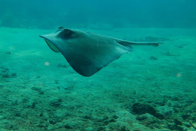 PADI Discover Scuba Diving - What you can expect underwater: depth, time, and the marine life