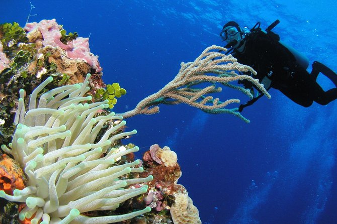 PADI Discover Scuba Diving in Playa del Carmen - A PADI Try-Scuba Day in Playa del Carmen, Not a Certification Detour