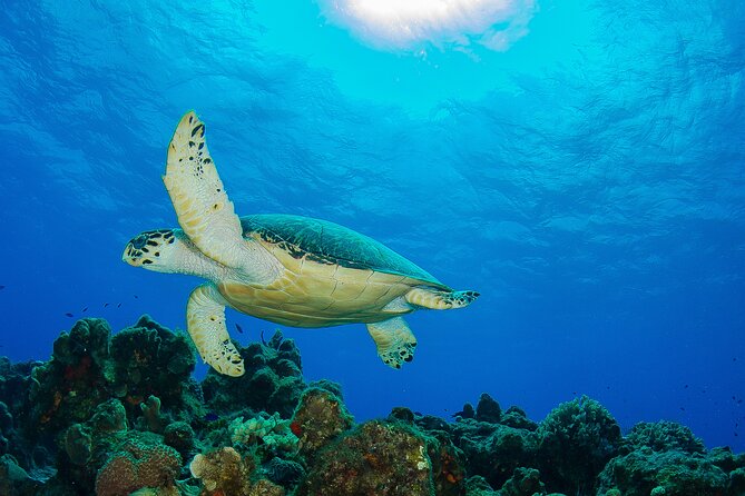 PADI Discover Scuba Diving Program in the Riviera Maya - Understanding the PADI Discover Scuba course in Playa del Carmen