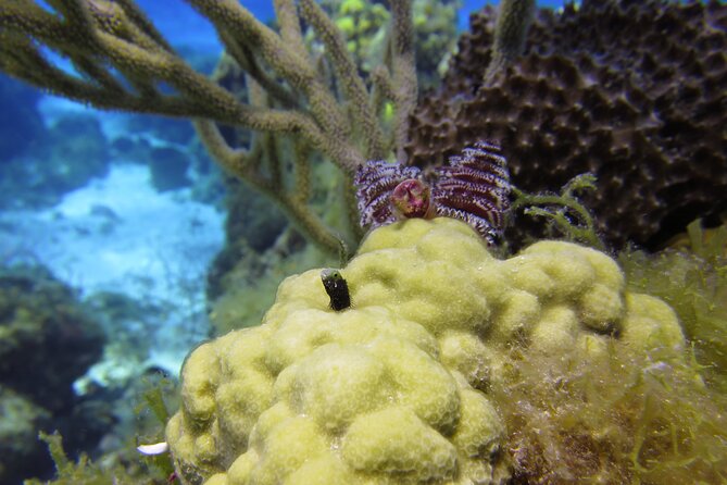 PADI Discover Scuba Diving Program in the Riviera Maya - Pool practice: the confidence-builder that separates good days from scary ones