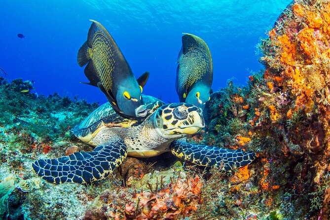 PADI Discover Scuba Diving Tour in Cozumel - Your 8-hour schedule, from class to reef