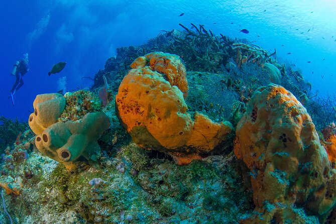 PADI Discover Scuba Diving Tour in Cozumel - Price and value math: what’s included, what costs extra