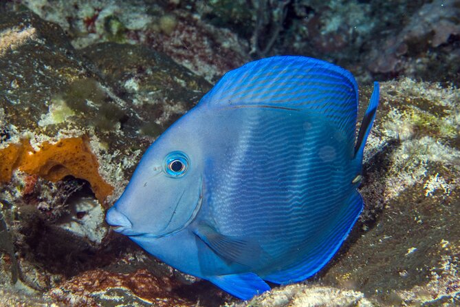 PADI Discover Scuba Diving Tour in Cozumel - Safety checks, medical questionnaire, and who should pause