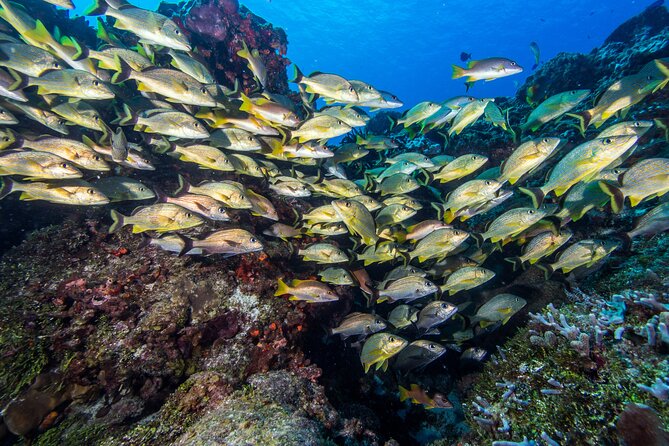 PADI Discover Scuba Diving Tour in Cozumel - Pro Dive Mexico setup: gear, boats, and the coaching style that matters