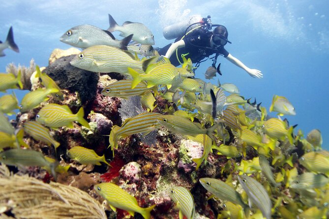 PADI Open Water Diver Course - Meeting at 7:00am in Centro, Isla Mujeres