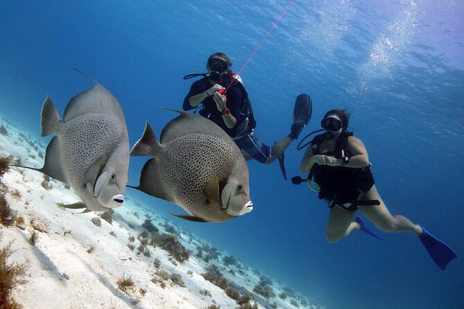PADI Open Water Diver Course - MUSA underwater sessions: statues, marine life, and better spotting