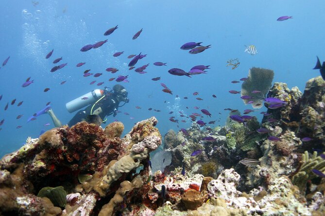 PADI Open Water Diver Course - Pricing and value: is $560 fair for this course?