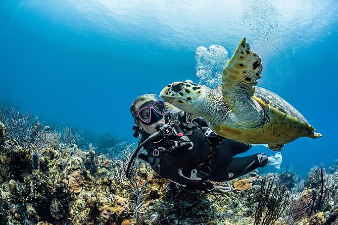PADI Open Water Diver Course in Playa del Carmen - What the Training Actually Looks Like: Pool First, Then Open Water