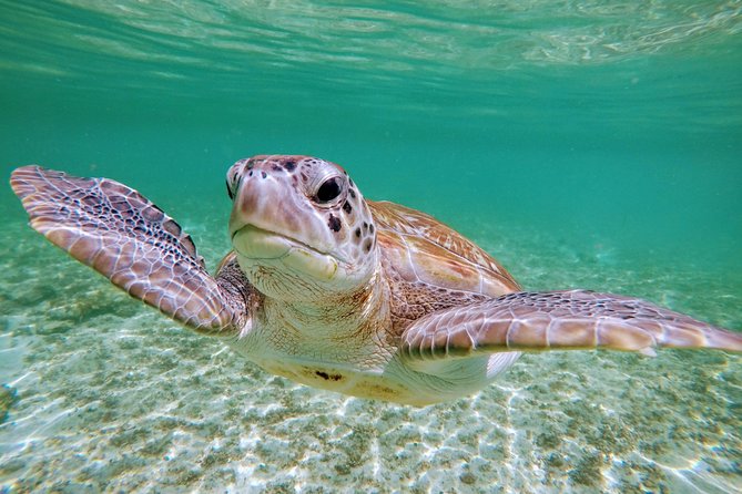 Private Cenote & Snorkeling Tour with Turtles in Akumal - Private Pickup From Puerto Morelos, Playa del Carmen North, or Cancun