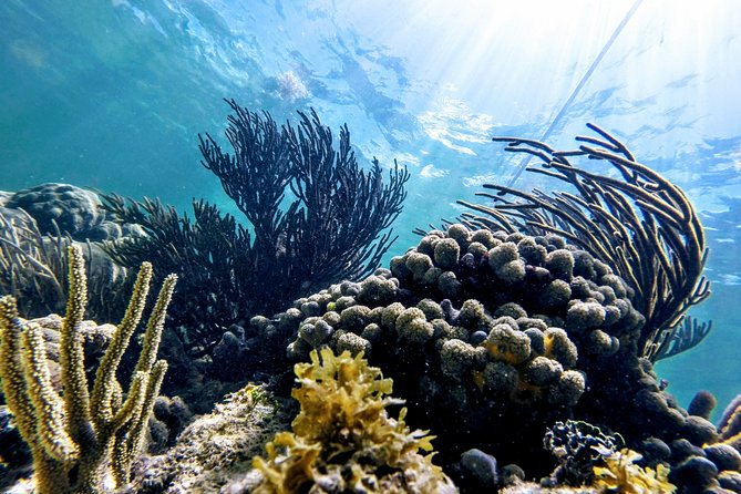 Private Cenote & Snorkeling Tour with Turtles in Akumal - Price and Value: Is $180 a Fair Deal?