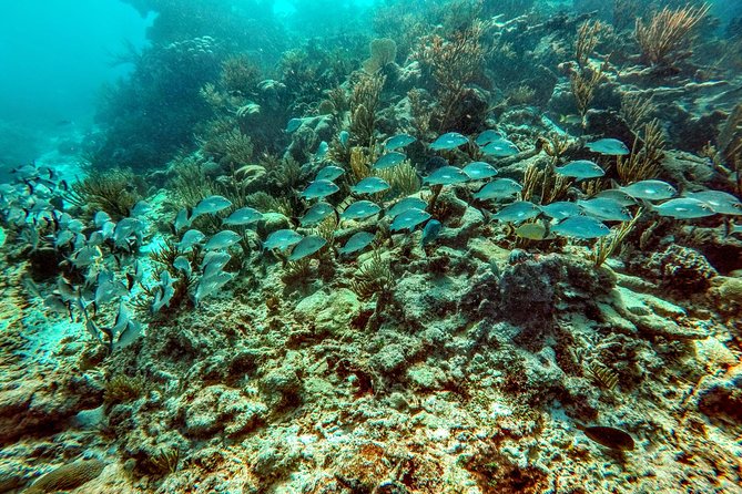 Private Cenote & Snorkeling Tour with Turtles in Akumal - Making Turtle Sightings More Likely (Without Promising Magic)