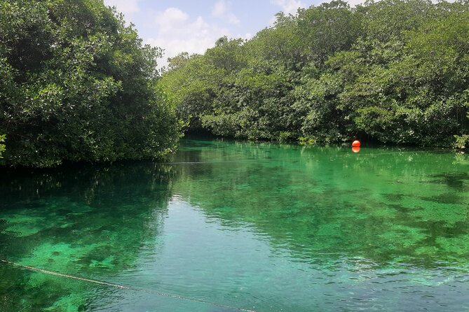 Private Cenotes tour - Private Cenotes from Playa del Carmen: how the half-day actually feels