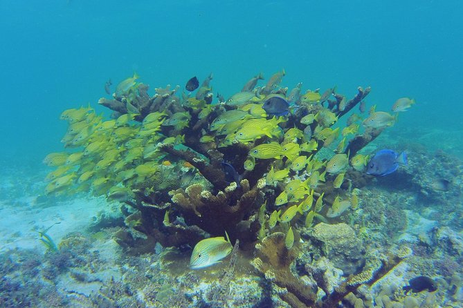 Private Escape: Isla Contoy & Isla Mujeres with Snorkeling - Isla Contoy National Park: birds, shallow water, and eco-tour rhythm