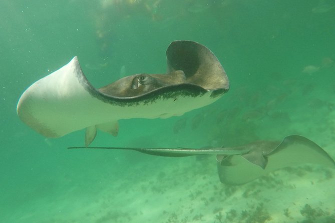 Private Fishing Tour in Yacht Playa del Carmen - Trophy Fish and Taxidermy: A Fun Option If You Want a Wall Mount