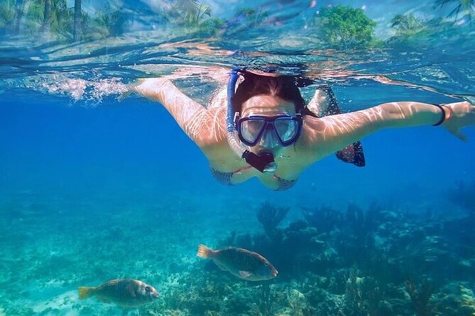 Private Half Day Tour in Cenote Cave and Swimming with Turtles - Cenotes and turtles in one focused half-day plan