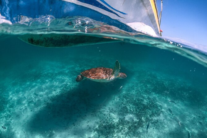Private Half Day Tour in Cenote Cave and Swimming with Turtles - Stop 2: Akumal Beach turtle snorkeling, plus the real rules