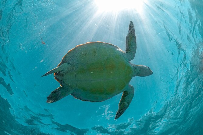 Private Half Day Tour in Cenote Cave and Swimming with Turtles - Price and what you actually get for $746.32 per group