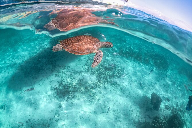 Private Half Day Tour in Cenote Cave and Swimming with Turtles - What to bring, what to skip, and how to handle the morning start