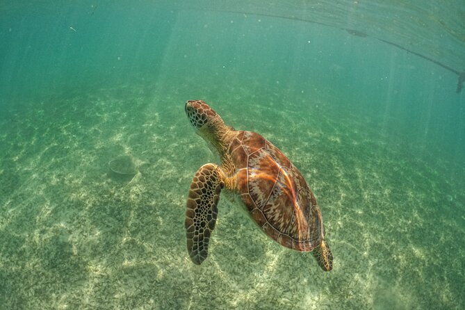 Private Half Day Tour in Cenote Cave and Swimming with Turtles - Who this tour fits best, and who should think twice