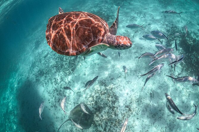 Private Half Day Tour in Cenote Cave and Swimming with Turtles - Should you book this private cenote and turtle tour?