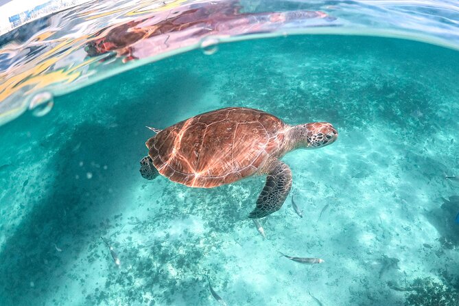Private Half Day Tour in Cenote Cave and Swimming with Turtles - Stop 1: Cenote Nohoch and what a guided cavern swim feels like