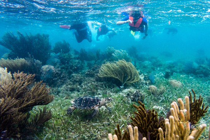 Private (only you) Reef Snorkeling in Puerto Morelos 2x40 minutes - Why Puerto Morelos private reef time beats a big boat