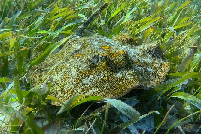 Private (only you) Reef Snorkeling in Puerto Morelos 2x40 minutes - Getting from Cancun to the dock without the usual circus