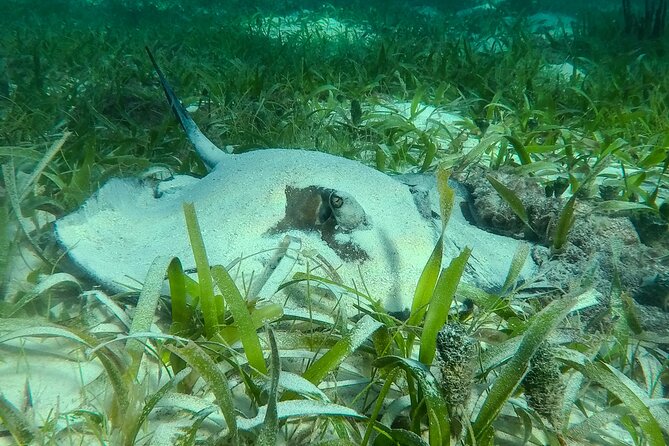Private (only you) Reef Snorkeling in Puerto Morelos 2x40 minutes - Puerto Morelos fishermen’s village time, optional and actually useful