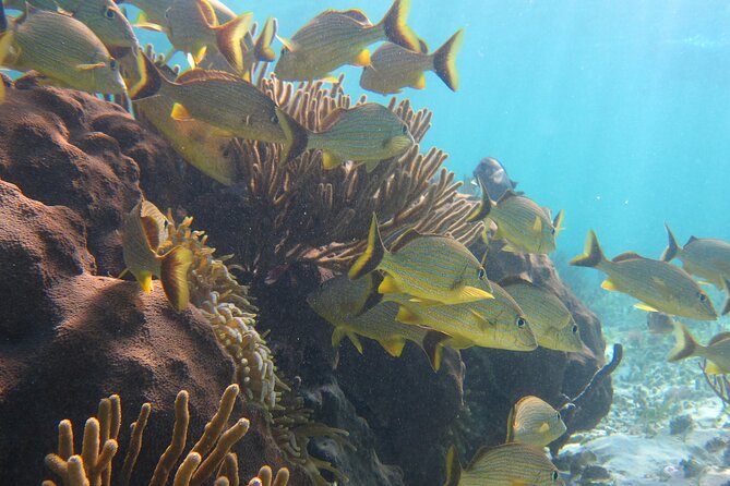 Private (only you) Reef Snorkeling in Puerto Morelos 2x40 minutes - What’s included in the $185 price (and what that really buys you)