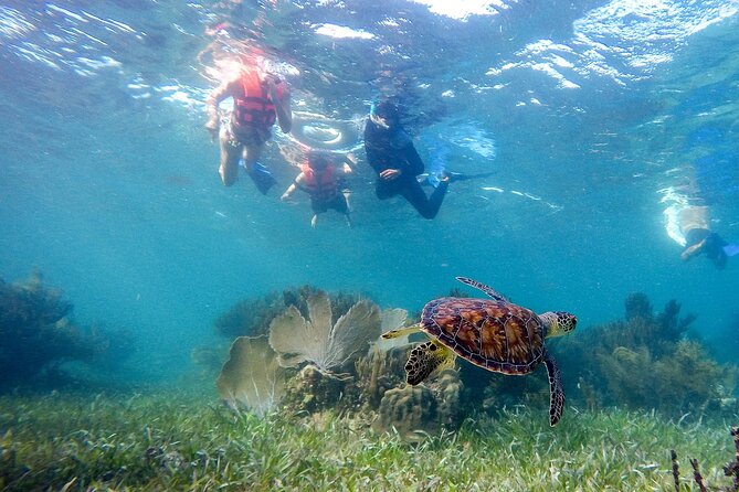 Private (only you) Reef Snorkeling in Puerto Morelos 2x40 minutes - National Marine Park snorkeling, 2 x 40 minutes on the reef