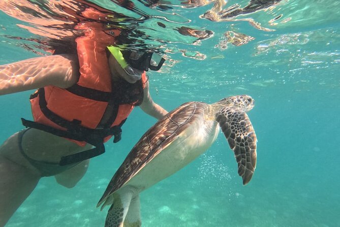 Private Snorkeling with Sea Turtles in Akumal Beach - Akumal’s official turtle circuit, and why it is worth paying for