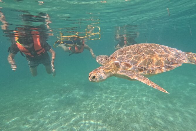 Private Snorkeling with Sea Turtles in Akumal Beach - The main event: swimming 1 km in Akumal Bay to spot green turtles