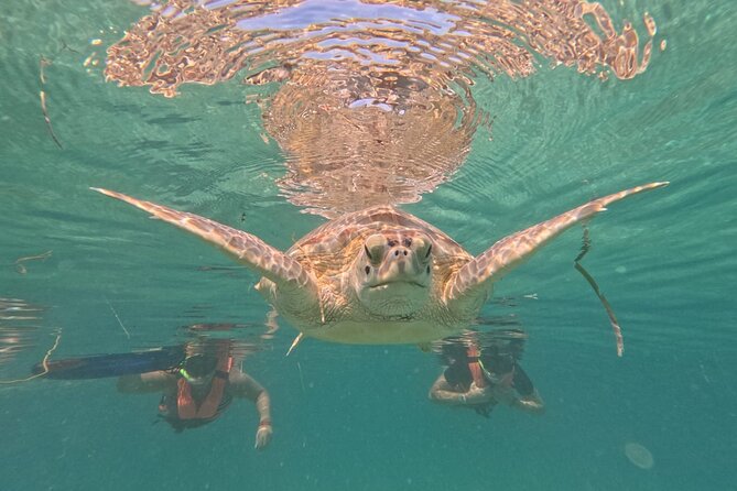 Private Snorkeling with Sea Turtles in Akumal Beach - Safety first, but it is still real ocean snorkeling