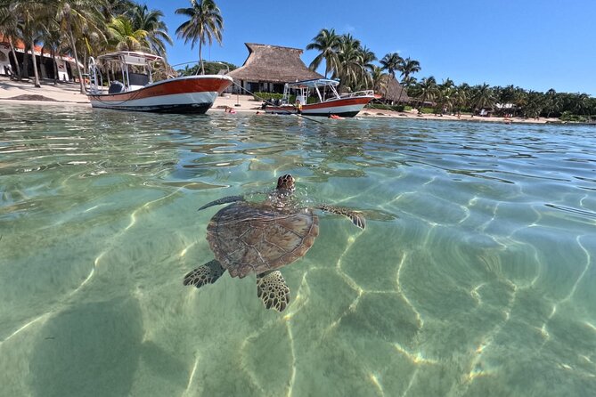 Private Snorkeling with Sea Turtles in Akumal Beach - What is included, what costs extra, and how to avoid surprises