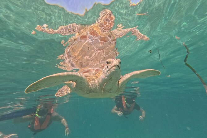 Private Snorkeling with Sea Turtles in Akumal Beach - Price and value: why $65.57 can make sense for a private turtle swim