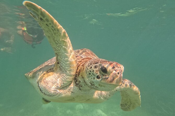 Private Snorkeling with Sea Turtles in Akumal Beach - Who should book this, and who should rethink it