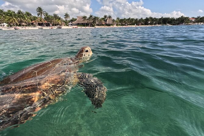 Private Snorkeling with Sea Turtles in Akumal Beach - Entering the water with Darwin and Marlene’s style of control