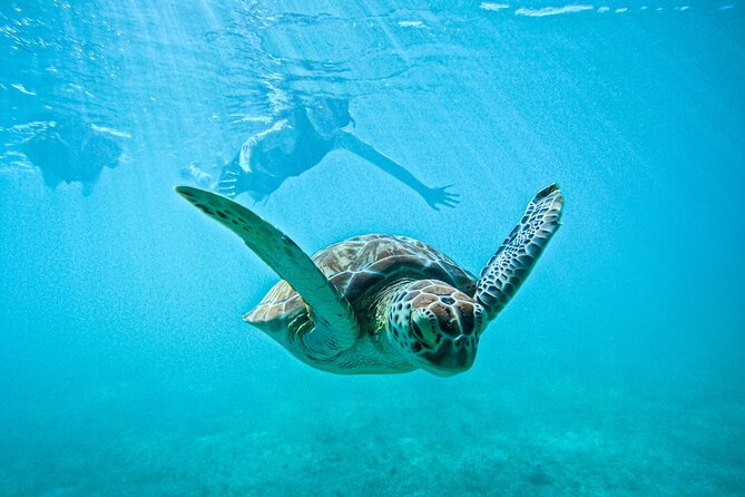 "Private snorkeling with turtles in Akumal + Photos included" - Key highlights worth your time