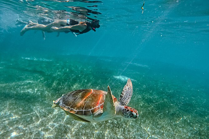 "Private snorkeling with turtles in Akumal + Photos included" - Why Akumal turtles feel so close