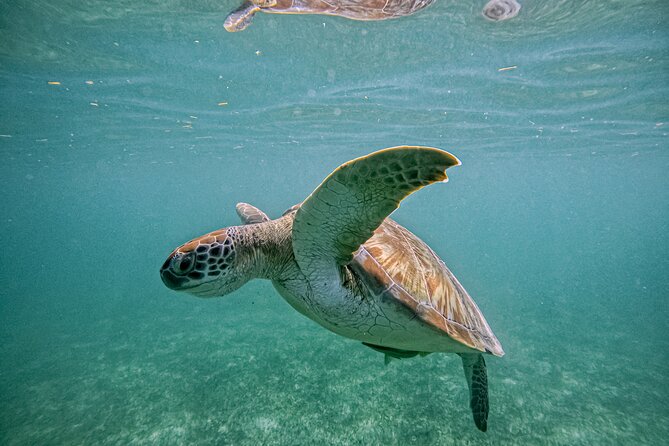 "Private snorkeling with turtles in Akumal + Photos included" - Underwater photos and video you do not have to fight for