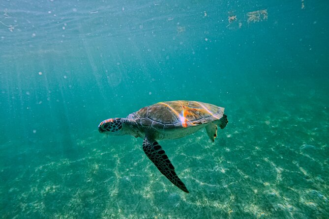 "Private snorkeling with turtles in Akumal + Photos included" - Private tour value: why it often beats big groups
