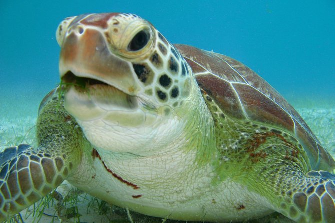 Private swiming with Turtles in Akumal - Akumal Turtle Bay at first light: why you want that early start