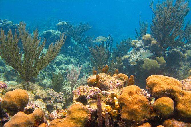 Private swiming with Turtles in Akumal - Price and value: $245 plus the $20 government fee