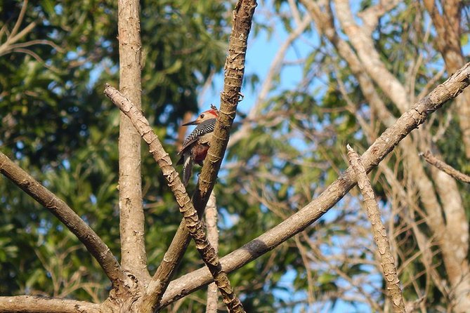 Private Tour: Birdwatching from Cancun - Into the Mayan jungle on the Riviera Maya edge